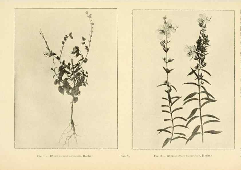 Reproducción/Reproduction 49013272801: Anexos das Memórias do Instituto de Butantan, Secção de Botânica.. S. Paulo :Comp. Melhoramentos de S. Paulo,1921-1922.. 