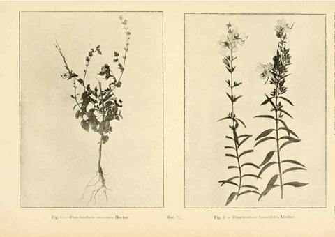 Reproducción/Reproduction 49013272801: Anexos das Memórias do Instituto de Butantan, Secção de Botânica.. S. Paulo :Comp. Melhoramentos de S. Paulo,1921-1922.. 