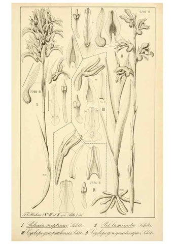 Reproducción/Reproduction 49013439337: Anexos das Memórias do Instituto de Butantan, Secção de Botânica.. S. Paulo :Comp. Melhoramentos de S. Paulo,1921-1922.. 