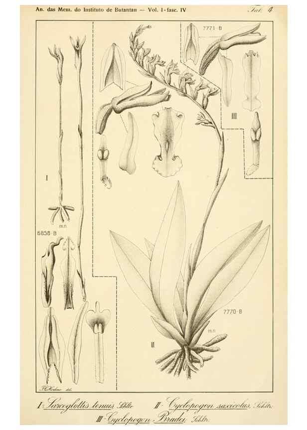 Reproducción/Reproduction 49013439582: Anexos das Memórias do Instituto de Butantan, Secção de Botânica.. S. Paulo :Comp. Melhoramentos de S. Paulo,1921-1922.. 