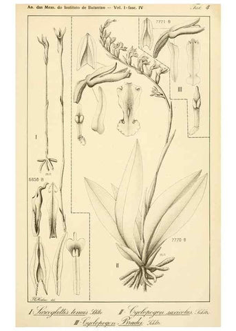 Reproducción/Reproduction 49013439582: Anexos das Memórias do Instituto de Butantan, Secção de Botânica.. S. Paulo :Comp. Melhoramentos de S. Paulo,1921-1922.. 