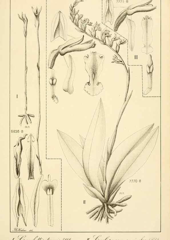 Reproducción/Reproduction 49013439582: Anexos das Memórias do Instituto de Butantan, Secção de Botânica.. S. Paulo :Comp. Melhoramentos de S. Paulo,1921-1922.. 