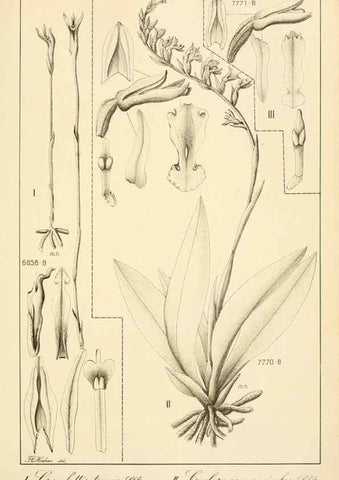 Reproducción/Reproduction 49013439582: Anexos das Memórias do Instituto de Butantan, Secção de Botânica.. S. Paulo :Comp. Melhoramentos de S. Paulo,1921-1922.. 