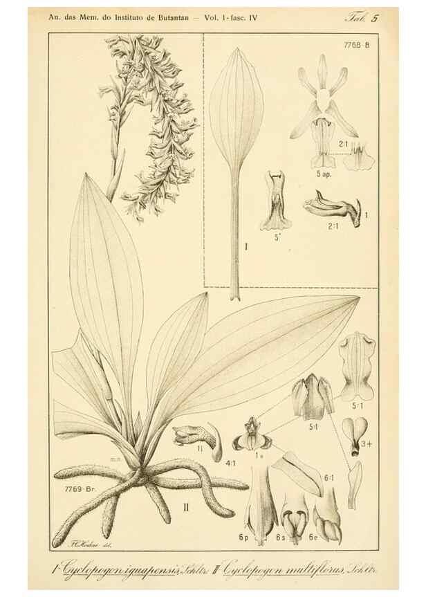 Reproducción/Reproduction 49013439892: Anexos das Memórias do Instituto de Butantan, Secção de Botânica.. S. Paulo :Comp. Melhoramentos de S. Paulo,1921-1922.. 