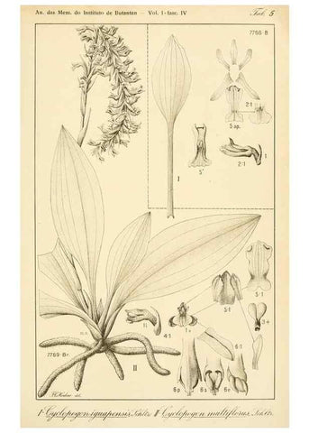 Reproducción/Reproduction 49013439892: Anexos das Memórias do Instituto de Butantan, Secção de Botânica.. S. Paulo :Comp. Melhoramentos de S. Paulo,1921-1922.. 