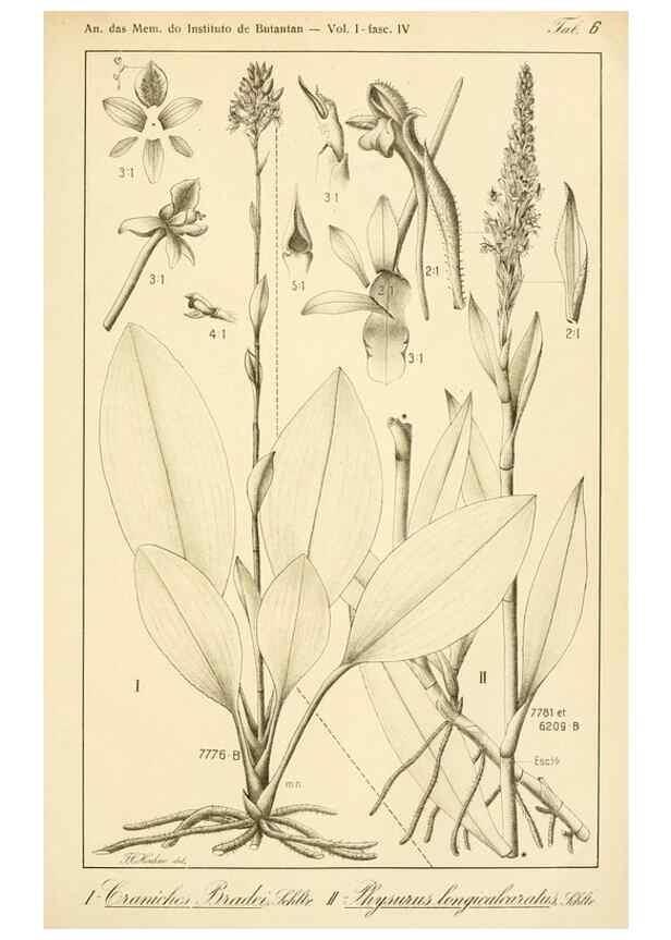 Reproducción/Reproduction 49012706138: Anexos das Memórias do Instituto de Butantan, Secção de Botânica.. S. Paulo :Comp. Melhoramentos de S. Paulo,1921-1922.. 