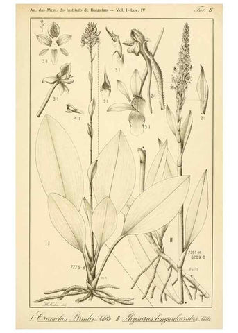 Reproducción/Reproduction 49012706138: Anexos das Memórias do Instituto de Butantan, Secção de Botânica.. S. Paulo :Comp. Melhoramentos de S. Paulo,1921-1922.. 