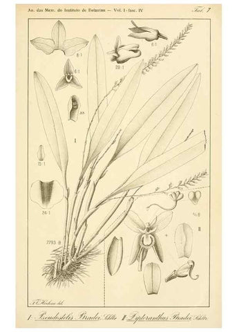 Reproducción/Reproduction 49013234001: Anexos das Memórias do Instituto de Butantan, Secção de Botânica.. S. Paulo :Comp. Melhoramentos de S. Paulo,1921-1922.. 