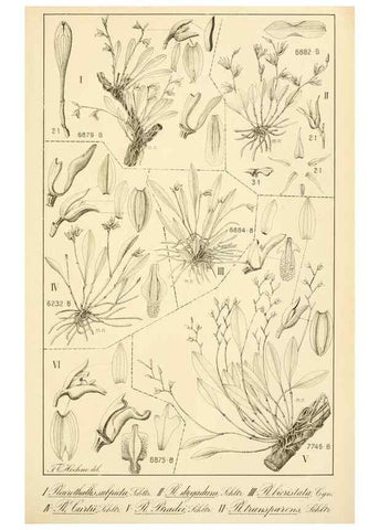 Reproducción/Reproduction 49013440887: Anexos das Memórias do Instituto de Butantan, Secção de Botânica.. S. Paulo :Comp. Melhoramentos de S. Paulo,1921-1922.. 