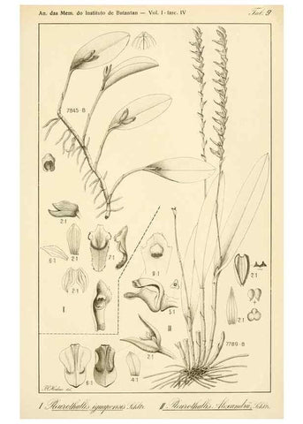 Reproducción/Reproduction 49012707028: Anexos das Memórias do Instituto de Butantan, Secção de Botânica.. S. Paulo :Comp. Melhoramentos de S. Paulo,1921-1922.. 