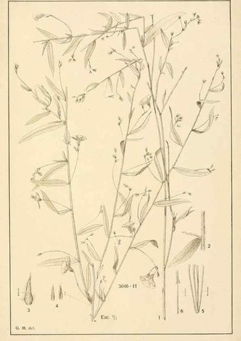 Reproducción/Reproduction 49012751598: Anexos das Memórias do Instituto de Butantan, Secção de Botânica.. S. Paulo :Comp. Melhoramentos de S. Paulo,1921-1922.. 