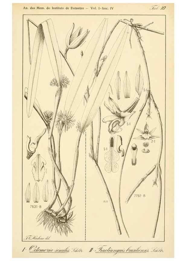 Reproducción/Reproduction 49012707308: Anexos das Memórias do Instituto de Butantan, Secção de Botânica.. S. Paulo :Comp. Melhoramentos de S. Paulo,1921-1922.. 