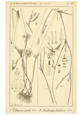 Reproducción/Reproduction 49012707308: Anexos das Memórias do Instituto de Butantan, Secção de Botânica.. S. Paulo :Comp. Melhoramentos de S. Paulo,1921-1922.. 