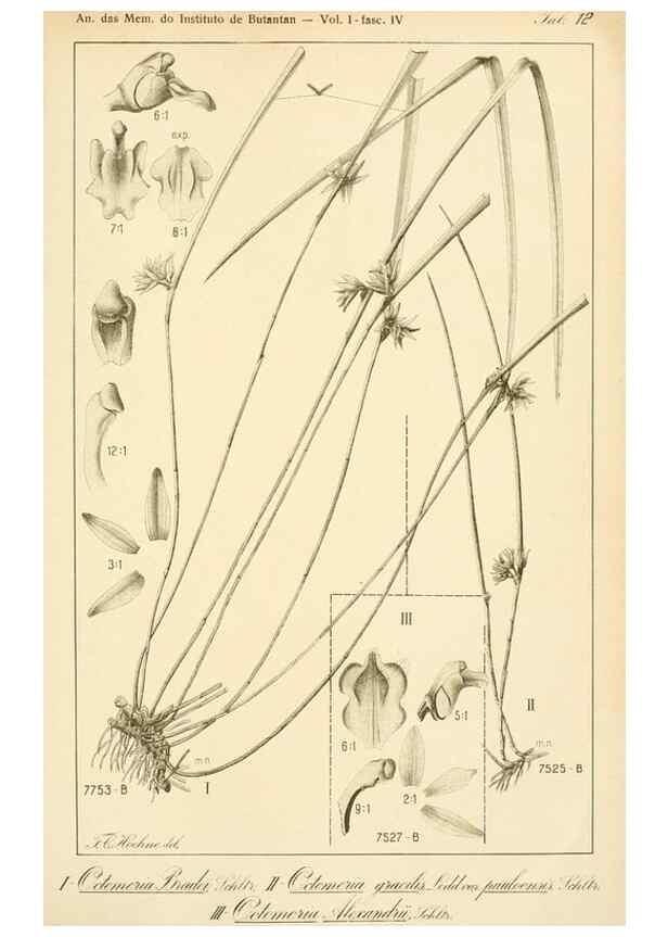 Reproducción/Reproduction 49012707933: Anexos das Memórias do Instituto de Butantan, Secção de Botânica.. S. Paulo :Comp. Melhoramentos de S. Paulo,1921-1922.. 