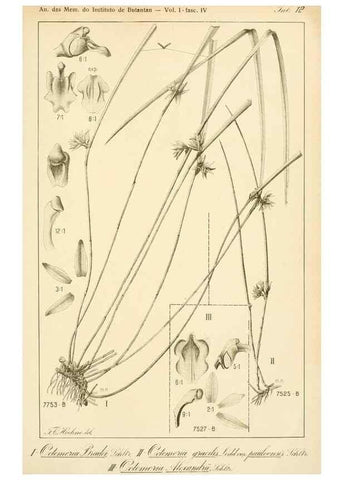 Reproducción/Reproduction 49012707933: Anexos das Memórias do Instituto de Butantan, Secção de Botânica.. S. Paulo :Comp. Melhoramentos de S. Paulo,1921-1922.. 