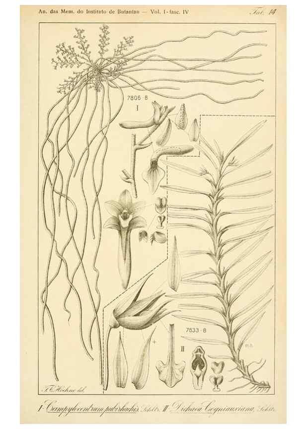 Reproducción/Reproduction 49013442542: Anexos das Memórias do Instituto de Butantan, Secção de Botânica.. S. Paulo :Comp. Melhoramentos de S. Paulo,1921-1922.. 