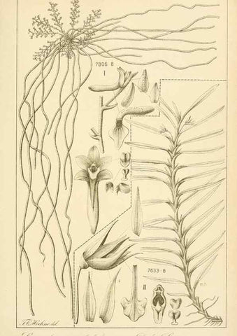 Reproducción/Reproduction 49013442542: Anexos das Memórias do Instituto de Butantan, Secção de Botânica.. S. Paulo :Comp. Melhoramentos de S. Paulo,1921-1922.. 