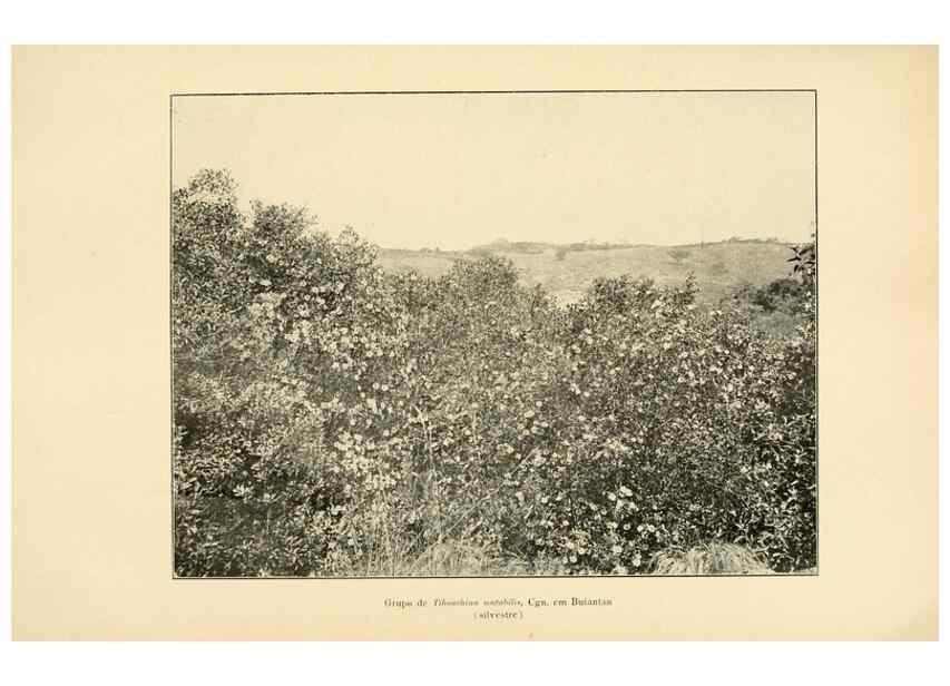 Reproducción/Reproduction 49013442962: Anexos das Memórias do Instituto de Butantan, Secção de Botânica.. S. Paulo :Comp. Melhoramentos de S. Paulo,1921-1922.. 