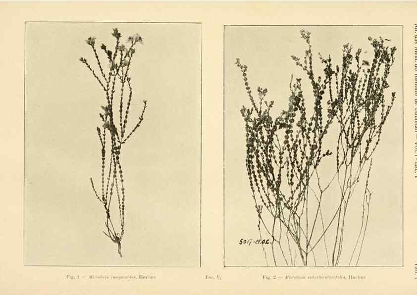 Reproducción/Reproduction 49012744443: Anexos das Memórias do Instituto de Butantan, Secção de Botânica.. S. Paulo :Comp. Melhoramentos de S. Paulo,1921-1922.. 