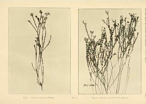 Reproducción/Reproduction 49012744443: Anexos das Memórias do Instituto de Butantan, Secção de Botânica.. S. Paulo :Comp. Melhoramentos de S. Paulo,1921-1922.. 