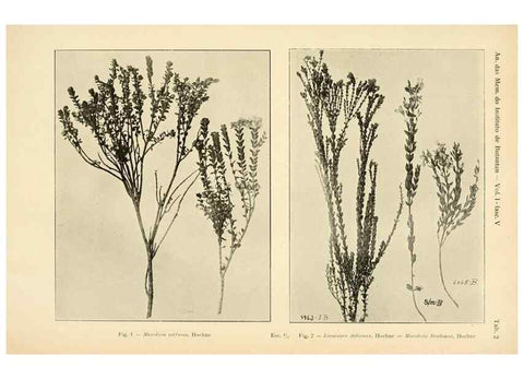 Reproducción/Reproduction 49013272016: Anexos das Memórias do Instituto de Butantan, Secção de Botânica.. S. Paulo :Comp. Melhoramentos de S. Paulo,1921-1922.. 