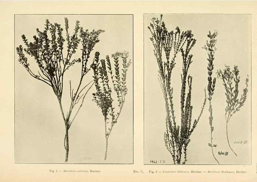 Reproducción/Reproduction 49013272016: Anexos das Memórias do Instituto de Butantan, Secção de Botânica.. S. Paulo :Comp. Melhoramentos de S. Paulo,1921-1922.. 