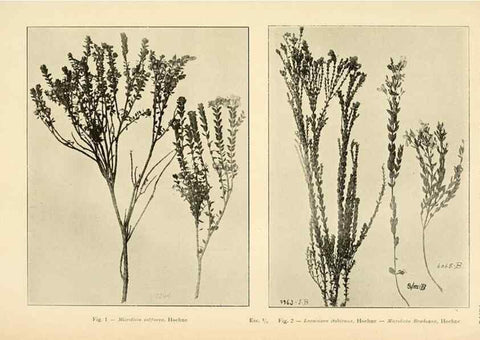Reproducción/Reproduction 49013272016: Anexos das Memórias do Instituto de Butantan, Secção de Botânica.. S. Paulo :Comp. Melhoramentos de S. Paulo,1921-1922.. 