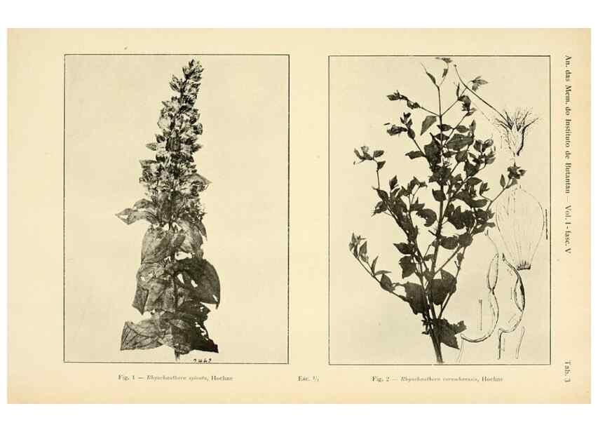 Reproducción/Reproduction 49012745118: Anexos das Memórias do Instituto de Butantan, Secção de Botânica.. S. Paulo :Comp. Melhoramentos de S. Paulo,1921-1922.. 