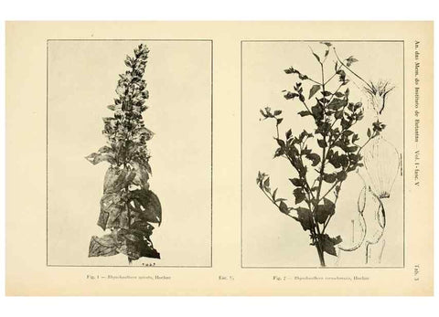 Reproducción/Reproduction 49012745118: Anexos das Memórias do Instituto de Butantan, Secção de Botânica.. S. Paulo :Comp. Melhoramentos de S. Paulo,1921-1922.. 