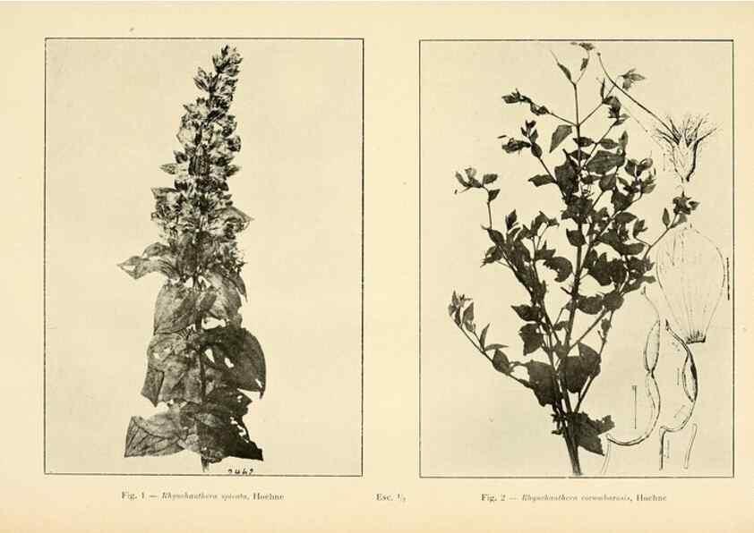 Reproducción/Reproduction 49012745118: Anexos das Memórias do Instituto de Butantan, Secção de Botânica.. S. Paulo :Comp. Melhoramentos de S. Paulo,1921-1922.. 