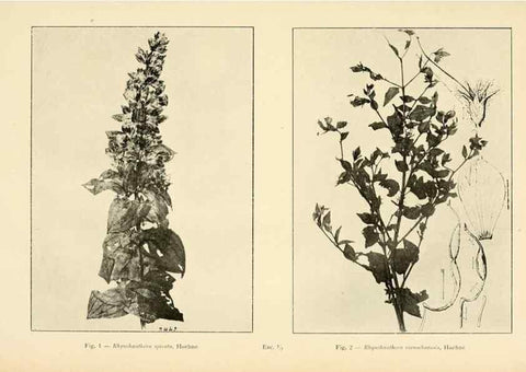 Reproducción/Reproduction 49012745118: Anexos das Memórias do Instituto de Butantan, Secção de Botânica.. S. Paulo :Comp. Melhoramentos de S. Paulo,1921-1922.. 