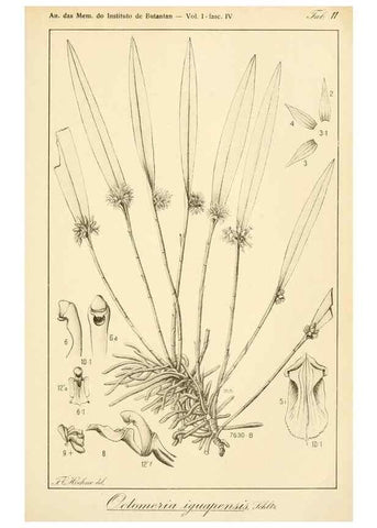 Reproducción/Reproduction 49012707683: Anexos das Memórias do Instituto de Butantan, Secção de Botânica.. S. Paulo :Comp. Melhoramentos de S. Paulo,1921-1922.. 