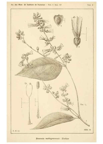 Reproducción/Reproduction 49012752793: Anexos das Memórias do Instituto de Butantan, Secção de Botânica.. S. Paulo :Comp. Melhoramentos de S. Paulo,1921-1922.. 