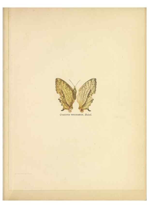 Reproducción/Reproduction 49024098867: Butterflies of Hongkong,. Hongkong,Kelly & Walsh,1907.. 