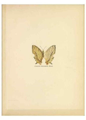 Reproducción/Reproduction 49024098867: Butterflies of Hongkong,. Hongkong,Kelly & Walsh,1907.. 