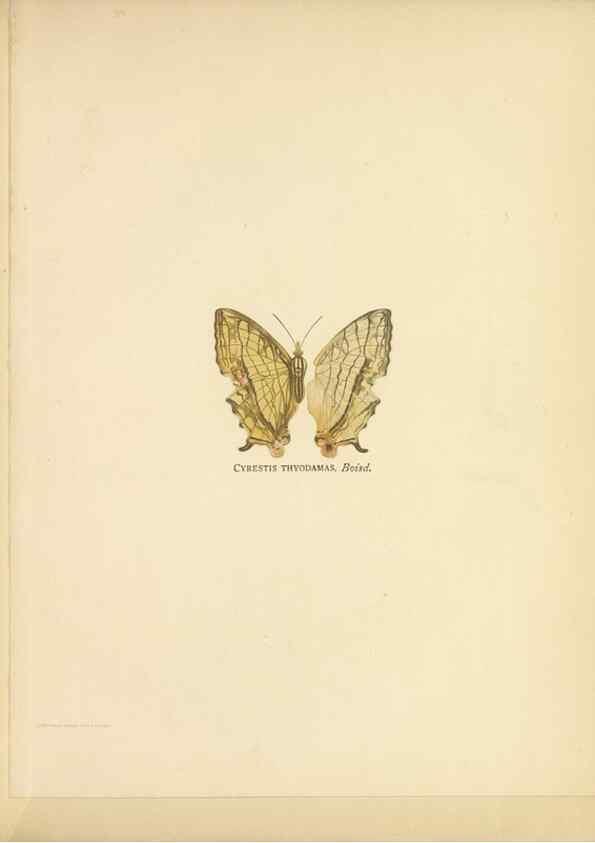 Reproducción/Reproduction 49024098867: Butterflies of Hongkong,. Hongkong,Kelly & Walsh,1907.. 