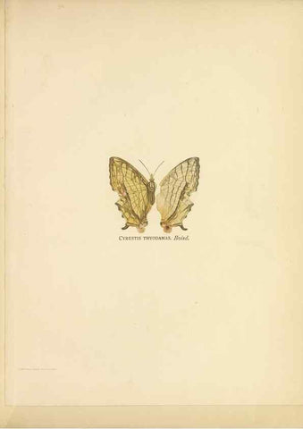 Reproducción/Reproduction 49024098867: Butterflies of Hongkong,. Hongkong,Kelly & Walsh,1907.. 
