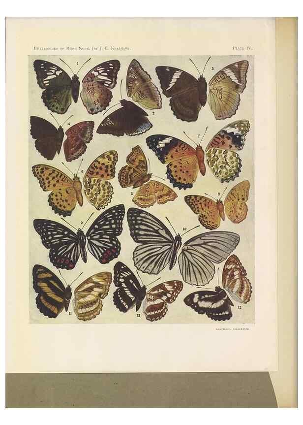 Reproducción/Reproduction 49023371803: Butterflies of Hongkong,. Hongkong,Kelly & Walsh,1907.. 