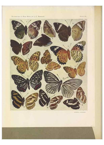 Reproducción/Reproduction 49023371803: Butterflies of Hongkong,. Hongkong,Kelly & Walsh,1907.. 