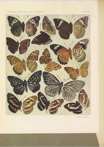Reproducción/Reproduction 49023371803: Butterflies of Hongkong,. Hongkong,Kelly & Walsh,1907.. 