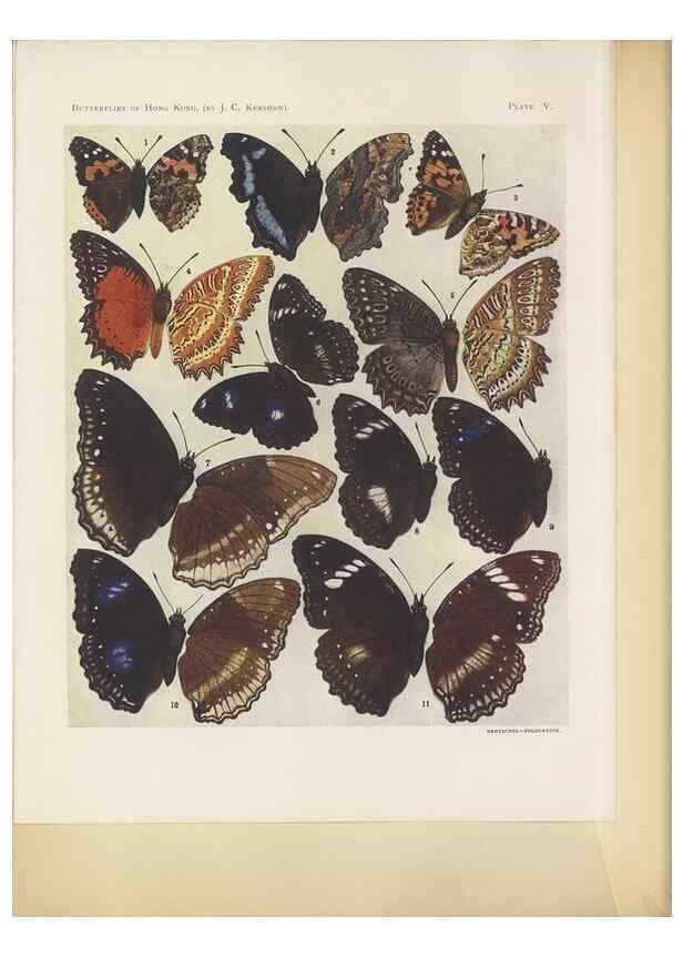 Reproducción/Reproduction 49024099627: Butterflies of Hongkong,. Hongkong,Kelly & Walsh,1907.. 