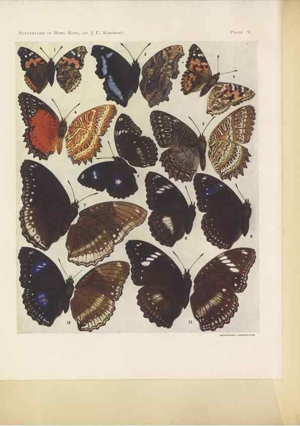 Reproducción/Reproduction 49024099627: Butterflies of Hongkong,. Hongkong,Kelly & Walsh,1907.. 