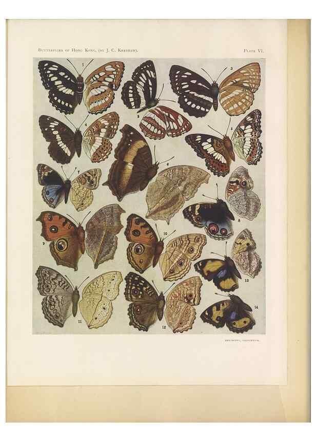 Reproducción/Reproduction 49023891031: Butterflies of Hongkong,. Hongkong,Kelly & Walsh,1907.. 