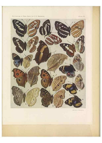 Reproducción/Reproduction 49023891031: Butterflies of Hongkong,. Hongkong,Kelly & Walsh,1907.. 