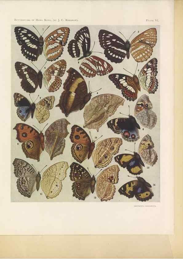 Reproducción/Reproduction 49023891031: Butterflies of Hongkong,. Hongkong,Kelly & Walsh,1907.. 
