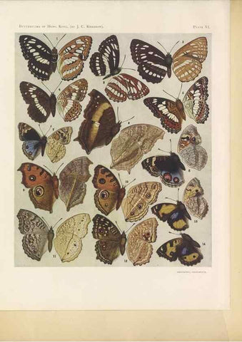 Reproducción/Reproduction 49023891031: Butterflies of Hongkong,. Hongkong,Kelly & Walsh,1907.. 