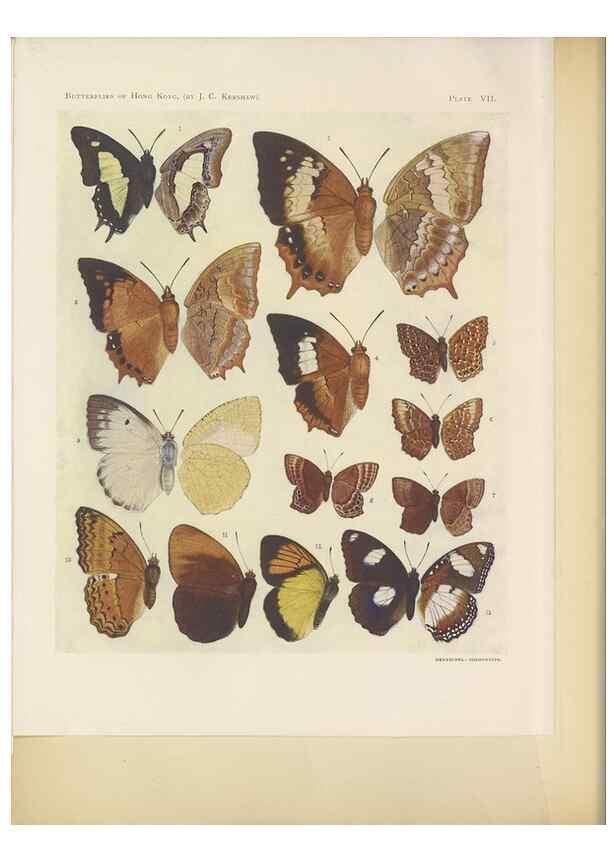 Reproducción/Reproduction 49024100482: Butterflies of Hongkong,. Hongkong,Kelly & Walsh,1907.. 