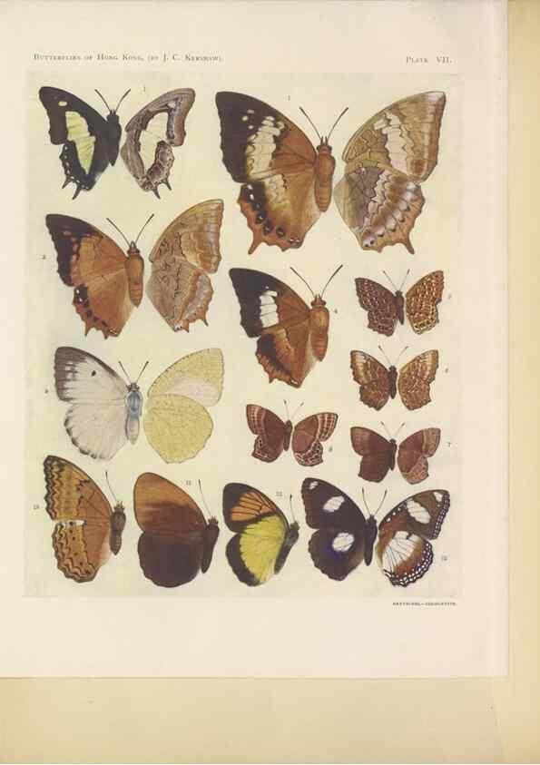 Reproducción/Reproduction 49024100482: Butterflies of Hongkong,. Hongkong,Kelly & Walsh,1907.. 
