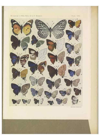 Reproducción/Reproduction 49024100937: Butterflies of Hongkong,. Hongkong,Kelly & Walsh,1907.. 
