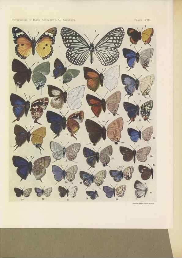 Reproducción/Reproduction 49024100937: Butterflies of Hongkong,. Hongkong,Kelly & Walsh,1907.. 
